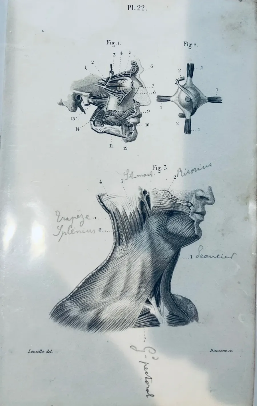 Antique anatomical plate of the muscles of the face, jaw and neck